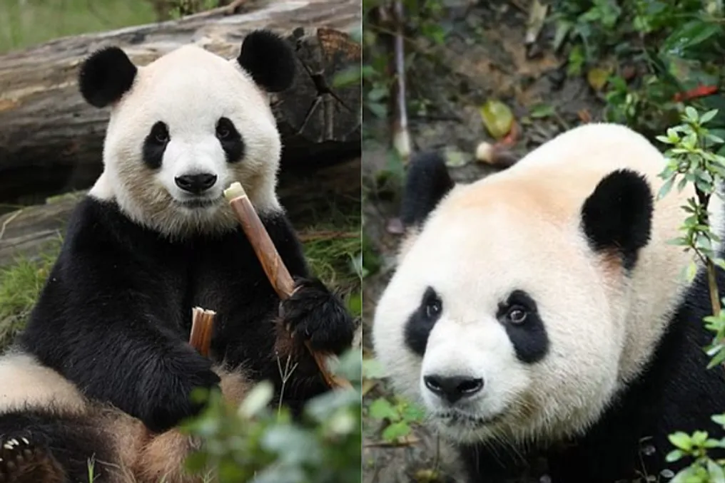 Duas pandas gigantes, Ping Ping e Fu Shuang, chegam aos EUA vindas da China