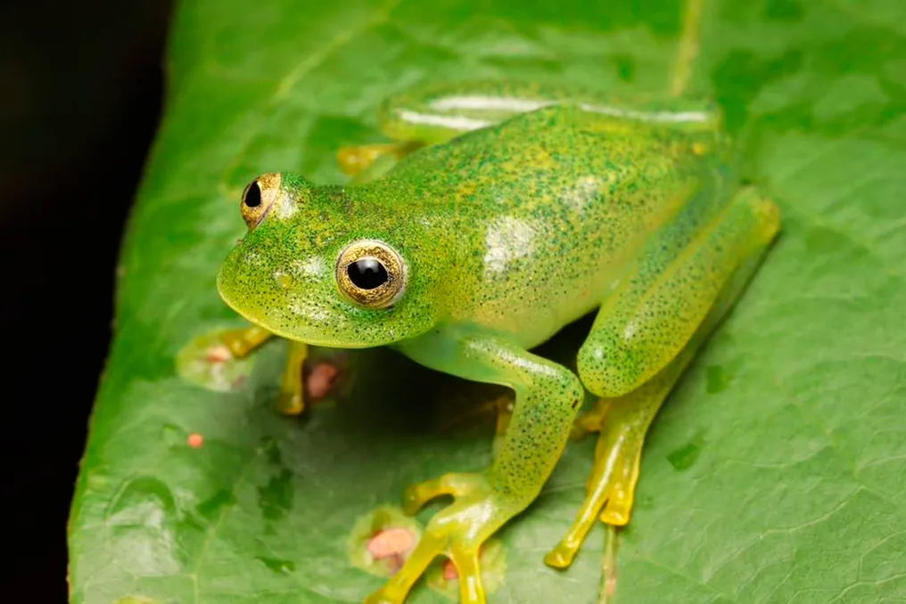 Pesquisadores descobrem nova espécie de sapo transparente que habita árvores do Cerrado