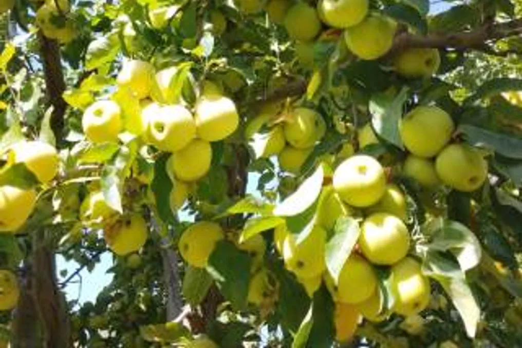 Baxmol bogʻlarida olma pishib yetmoqda
