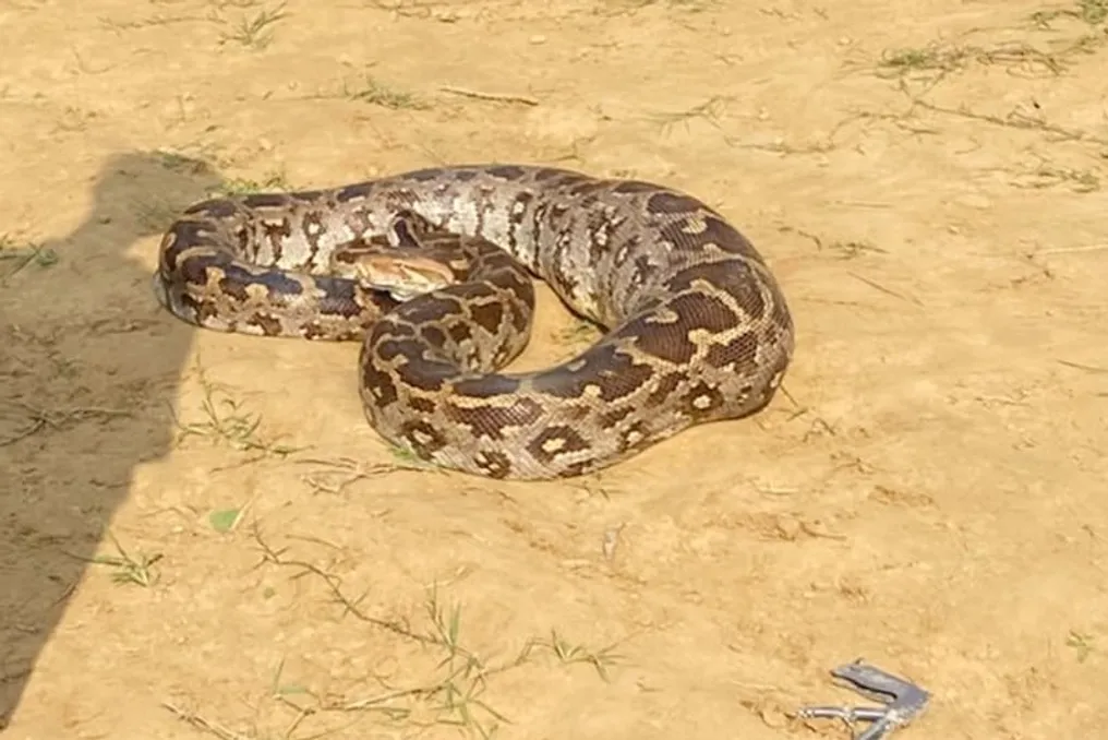 Bindhda (Madhya Pradesh) 15 futli piton xijonni yutib, keyin oʻrmon xizmati xodimlari uni qutqardi