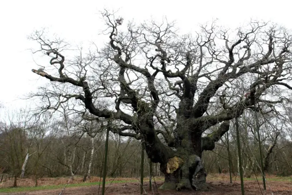 Felled Robin Hood tree may regenerate, reports British newspaper
