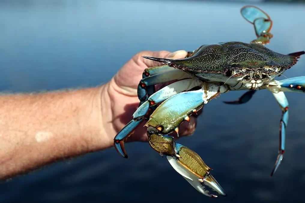 Estudo mostra que o aumento do nível do mar permitirá que espécies marinhas invasoras ocupem novos territórios