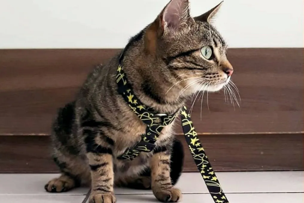 Universidade realiza campanha Outubro Rosa PET com atendimento veterinário gratuito para cães e gatos na Bahia