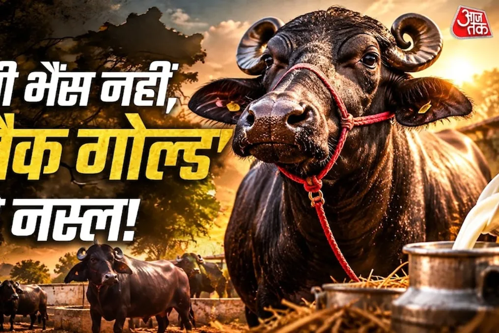 Why the Murra buffalo is called 'black gold' due to high milk yield