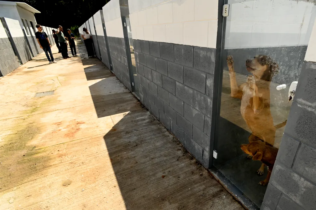 Fim de contrato obriga Campinas a procurar novo abrigo para 374 cães em Mairinque