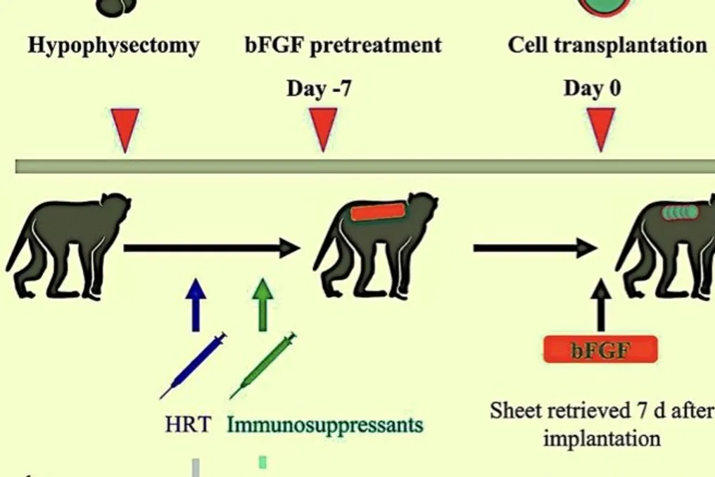 Cientistas japoneses criaram organoides da hipófise e do hipotálamo a partir de células-tronco humanas que produzem ACTH em animais