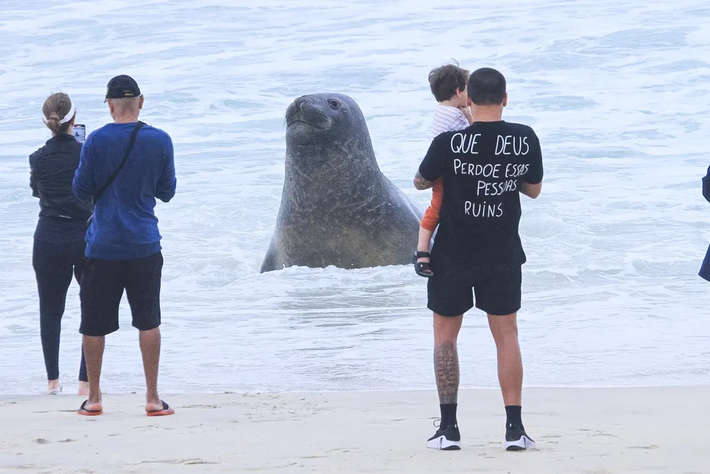 Sea elephant spotted at São Conrado Beach, South Zone of Rio de Janeiro