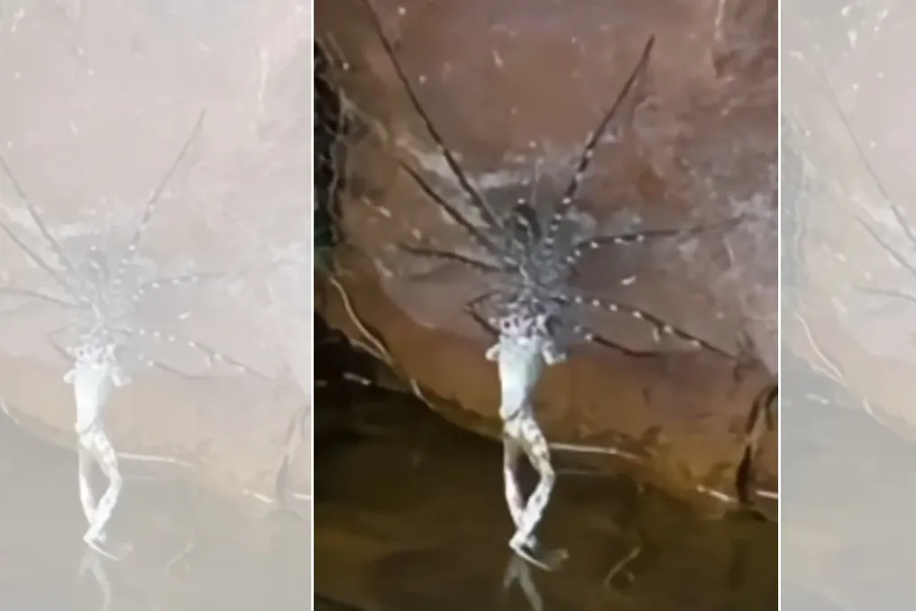गोइयास के चापाडा डॉस वेआडेइरोस में झरने में मेंढक खाते हुए मकड़ी फिल्माई गई