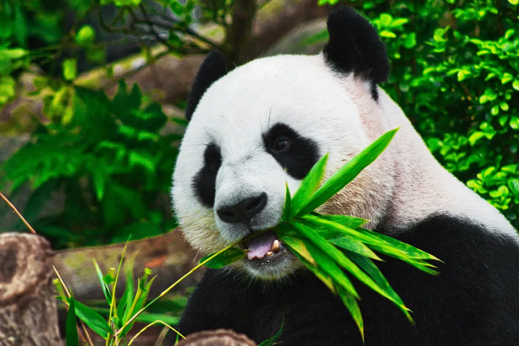 É improvável que os pandas voltem a ser carnívoros devido à sua especialização alimentar.