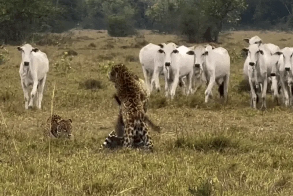 Pantanal mintaqida toʻrt jaguar chorvachilik bilan hudud uchun kurashayotgani kuzatildi