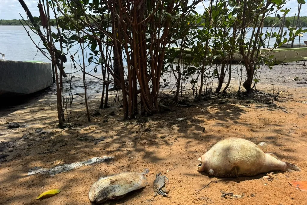 Fishermen demand explanations after fish mortality in Potengi and Jundiaí rivers in Natal