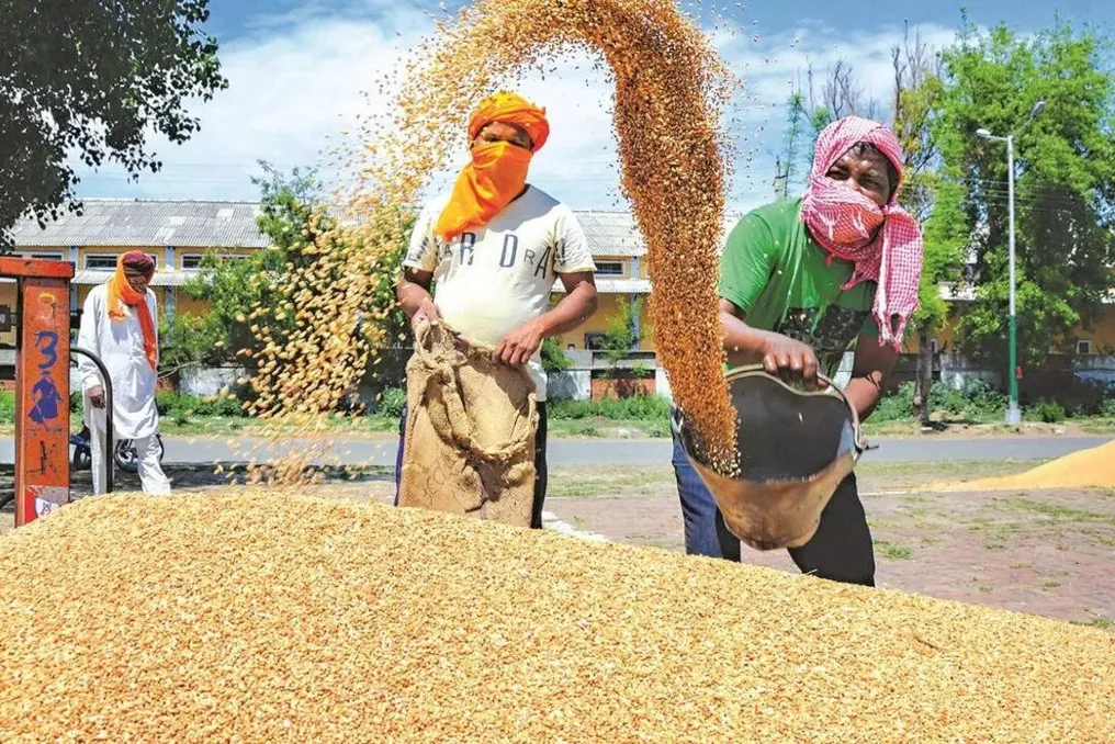 किसान संगठनों ने गेहूं की न्यूनतम कीमत में 25 पैसे प्रति किलोग्राम वृद्धि को खारिज कर दिया
