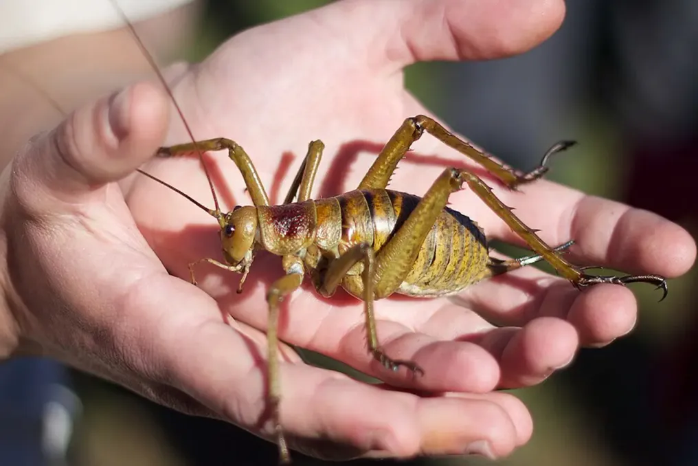 Nova Zelândia restaura população de inseto gigante wētāpunga