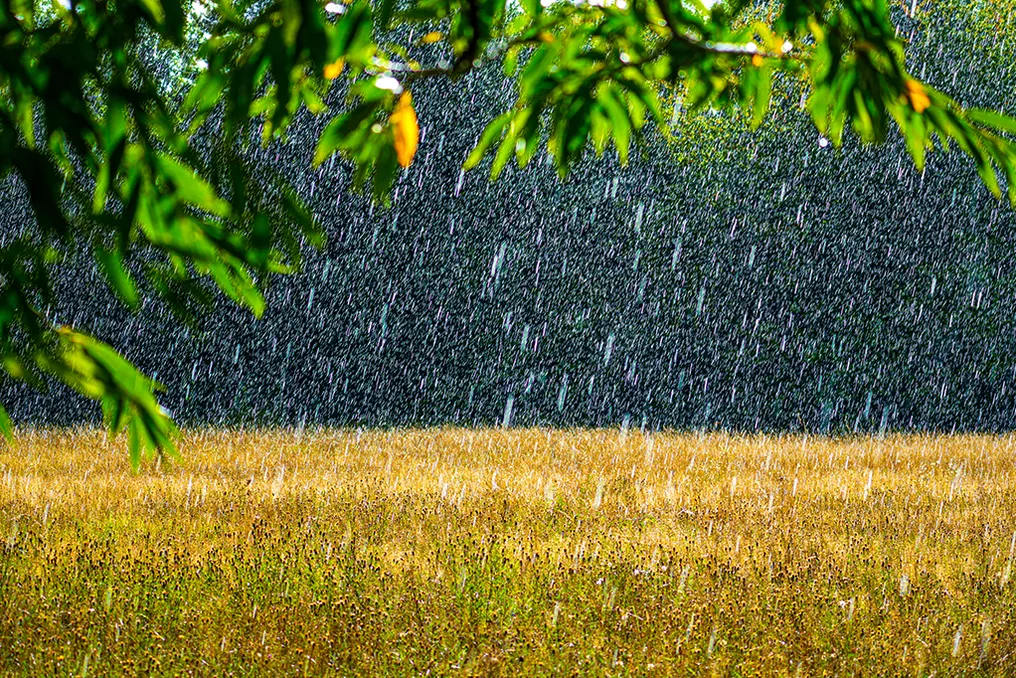 Mudanças climáticas alteram a composição e a percepção do odor da chuva, conhecido como petricor