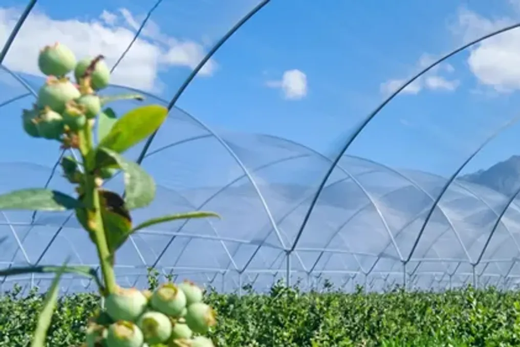 Berry picker awarded R62,100 after dismissal following return from maternity leave
