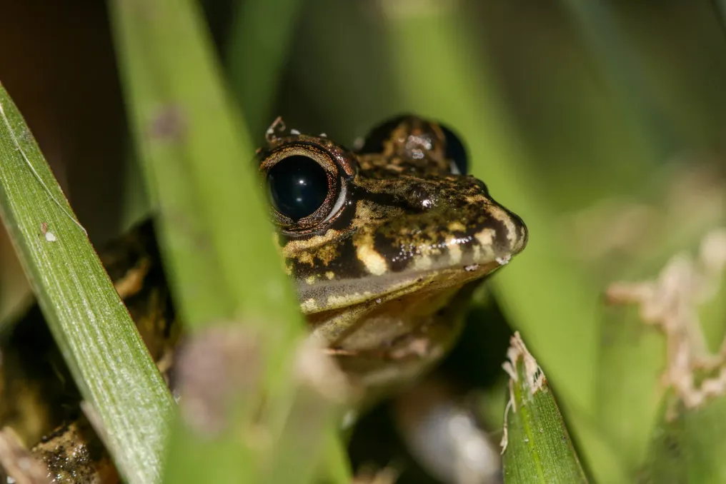 The Significance of African Wildlife Statistics in the Fight Against Biodiversity Loss