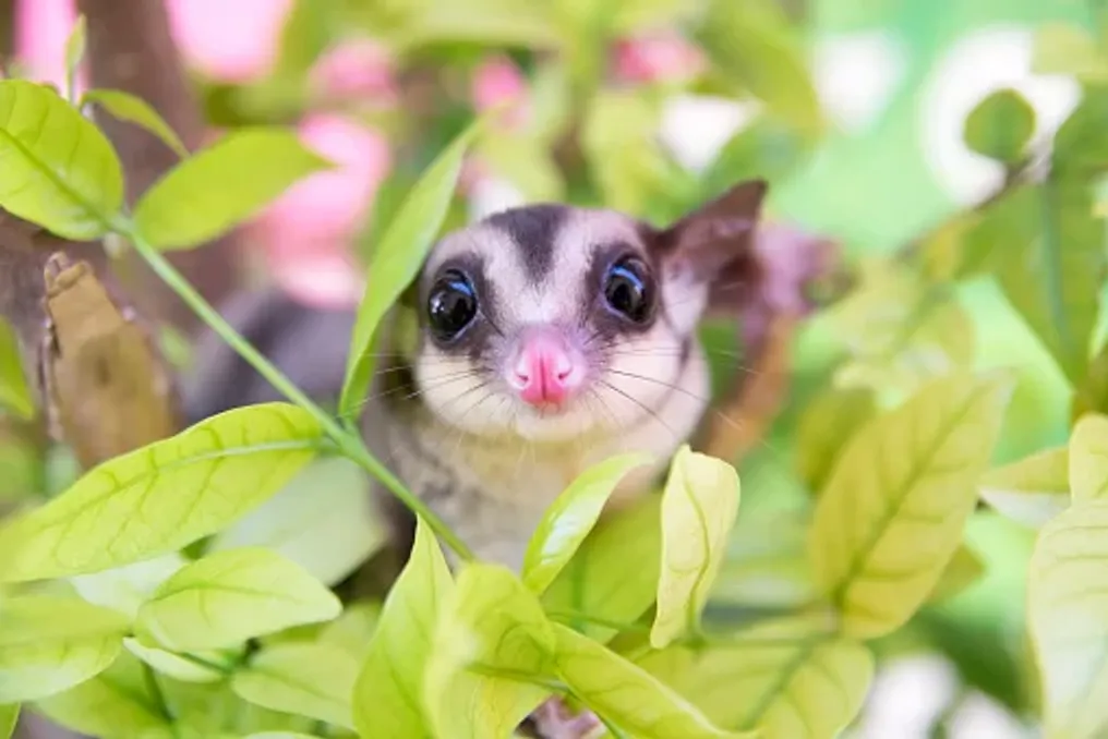 Australia establishes three new national parks to protect endangered animals
