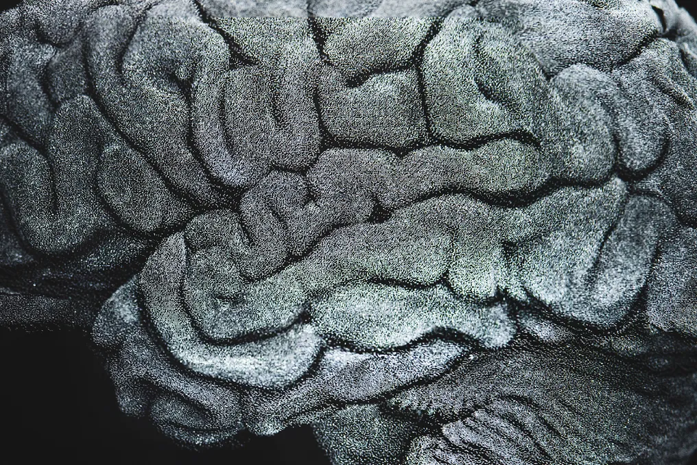Cientistas descobrem papel de gene antigo na formação dos sulcos cerebrais