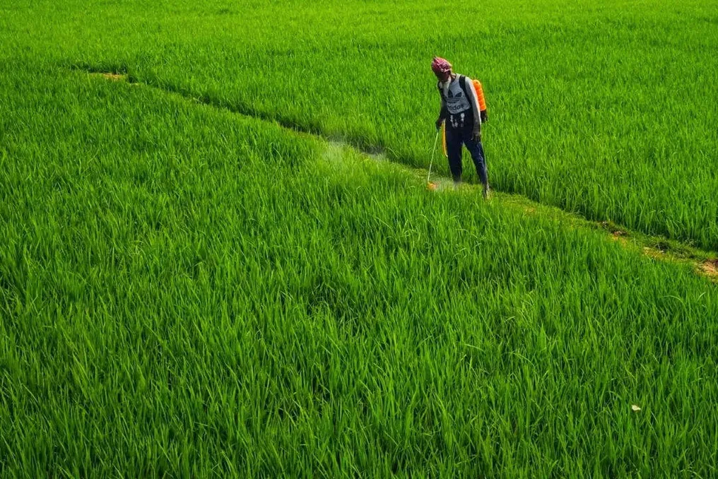 Indian agricultural seed sector accounted for the largest share of Access and Benefit Sharing revenues from April to September