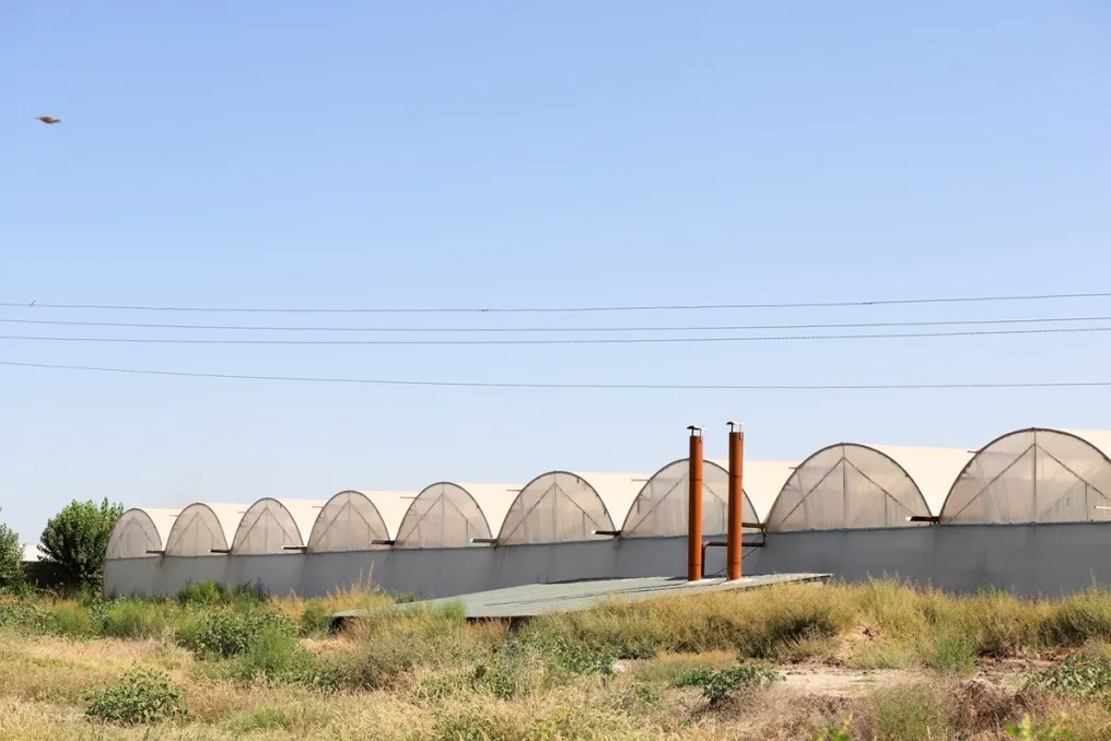 Propõem realocação de estufas de Tashkent para Surkhandarya em condições vantajosas