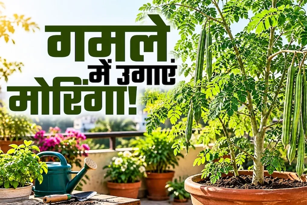 Como cultivar a árvore Moringa (Sajen) em casa: um método simples de plantio e cuidados