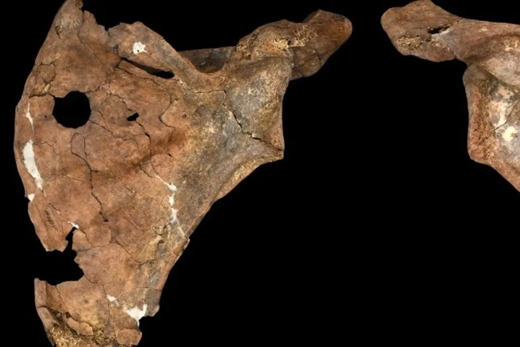 Paleoanthropologists discover traces of piercing injury on Neanderthal remains in Iraq