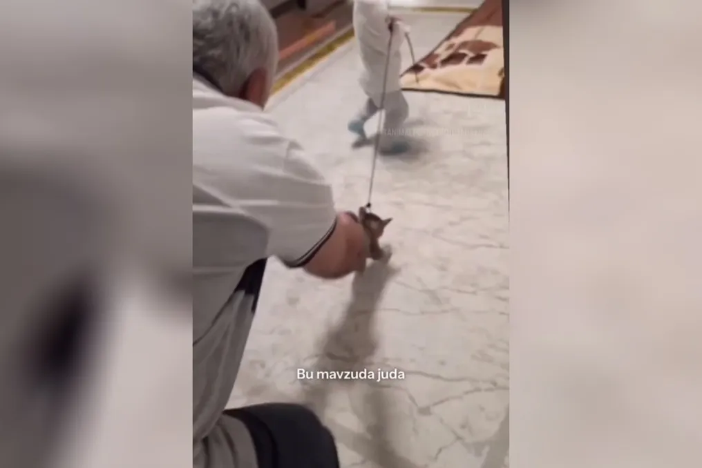 Defensores de animais de Tashkent exigem responsabilização de adultos por envolver criança em crueldade contra gato