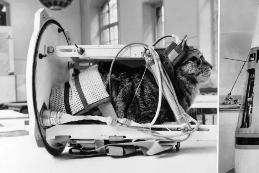 Félicette, pioneering cat, was the first to travel to space 63 years ago
