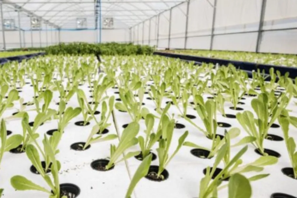 Visão geral das atividades agrícolas planejadas para o período de 19 a 23 de outubro