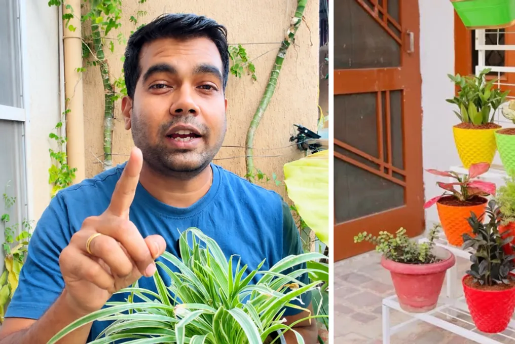 गमलों में टमाटर, मिर्च या जड़ी-बूटियों को सफलतापूर्वक उगाने के लिए तीन प्रमुख पहलू