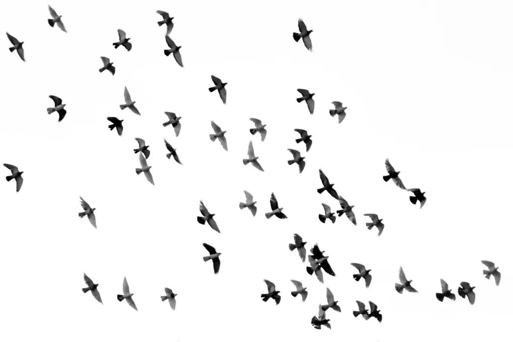 Birdwatching Spots for Migratory Birds in South Africa During Migration Season
