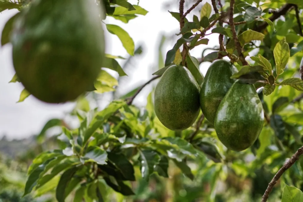 Potato and tomato prices sharply dropped in South Africa, while avocado prices rose by 24%