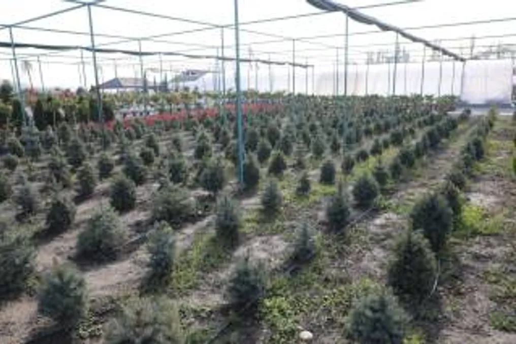 Andijan: Focus on Greening and Creating Green Zones