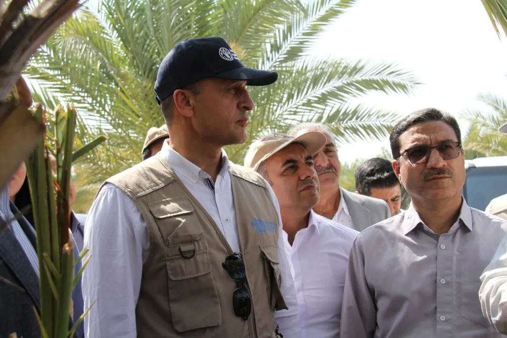 FAO strengthens pest management and protects date production in Kermanshah orchards