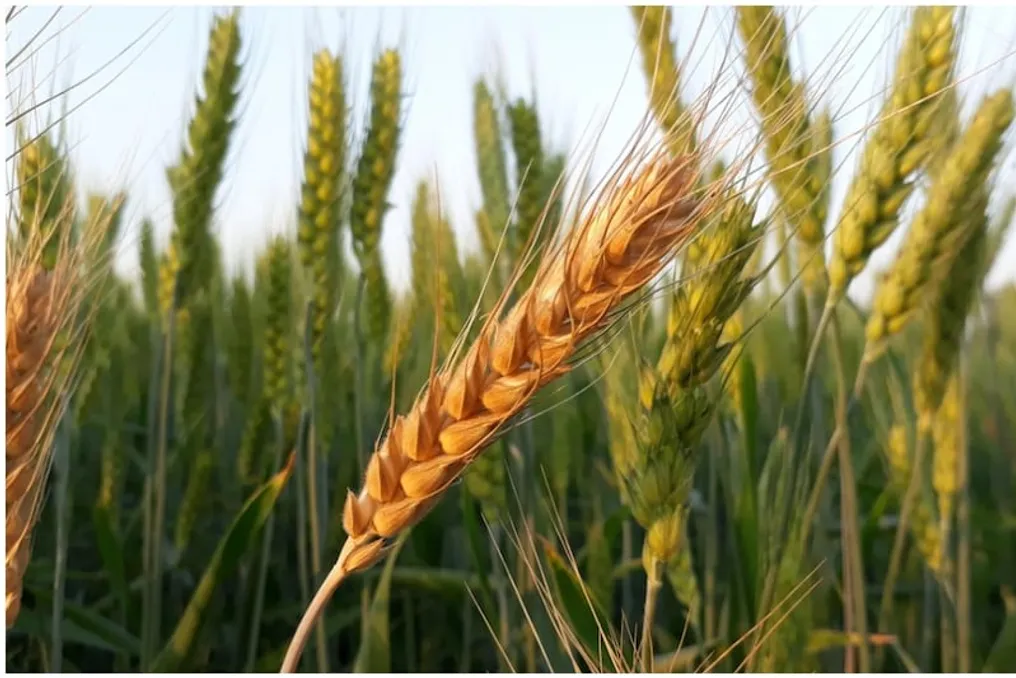 El Niño's Impact: Winter Temperature Rise Forecasted in India, Threatening Wheat Harvest