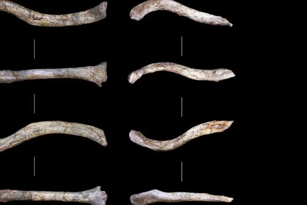 Duas clavículas de hominídeos antigos encontradas em Swartkrans indicam estilo de vida arbóreo