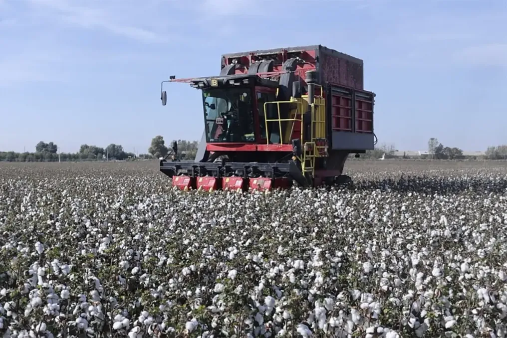 Uzbekistan harvested 4.63 million tons of cotton, exceeding the planned target