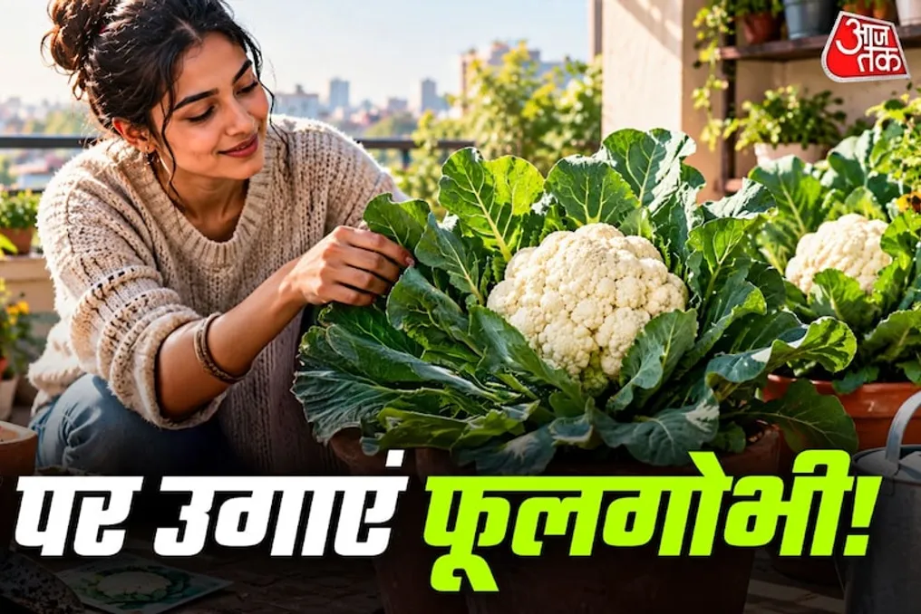 Como cultivar repolho em casa: guia para cultivar uma cultura de vegetais fresca e crocante na varanda