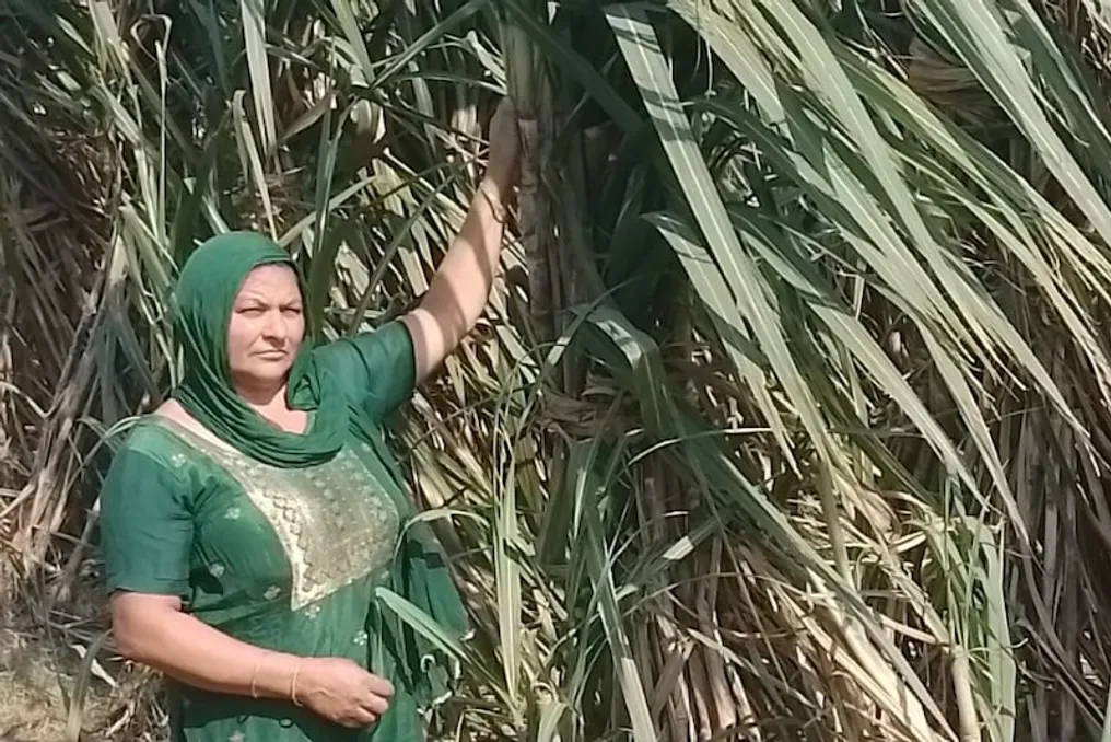 Erkakining vafotiidan soʻng Nilam oila xoʻjaligini 13 gektar yerda shakar sabzi yetishtirib boshqaradi