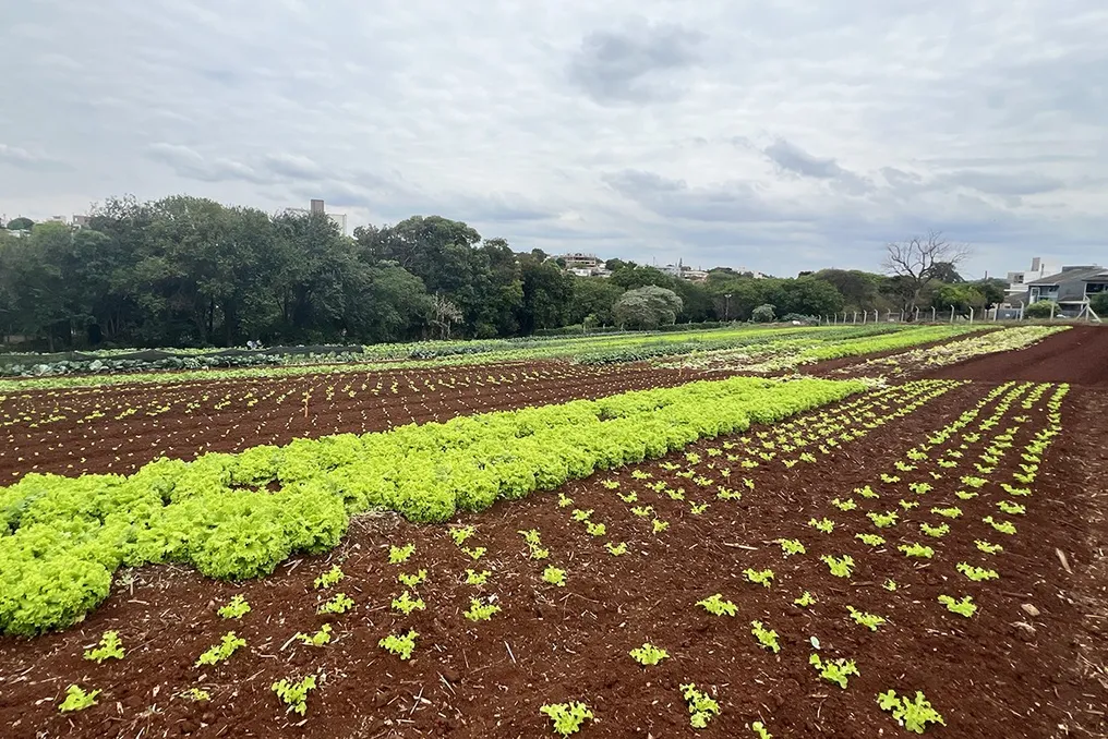 Comunidade de Cascavel utiliza horta comunitária no bairro Neva para produção de alimentos e transformação social