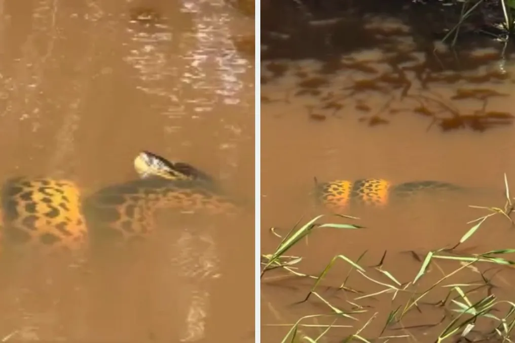 Video: Yellow Anaconda Captured Coiled Around Crocodile Underwater in Mato Grosso do Sul State Pantanal