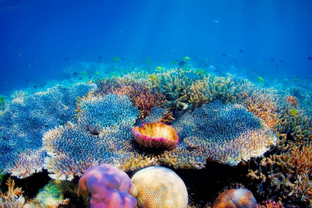 Novo tratado global para a conservação dos oceanos entra em vigor em 2026