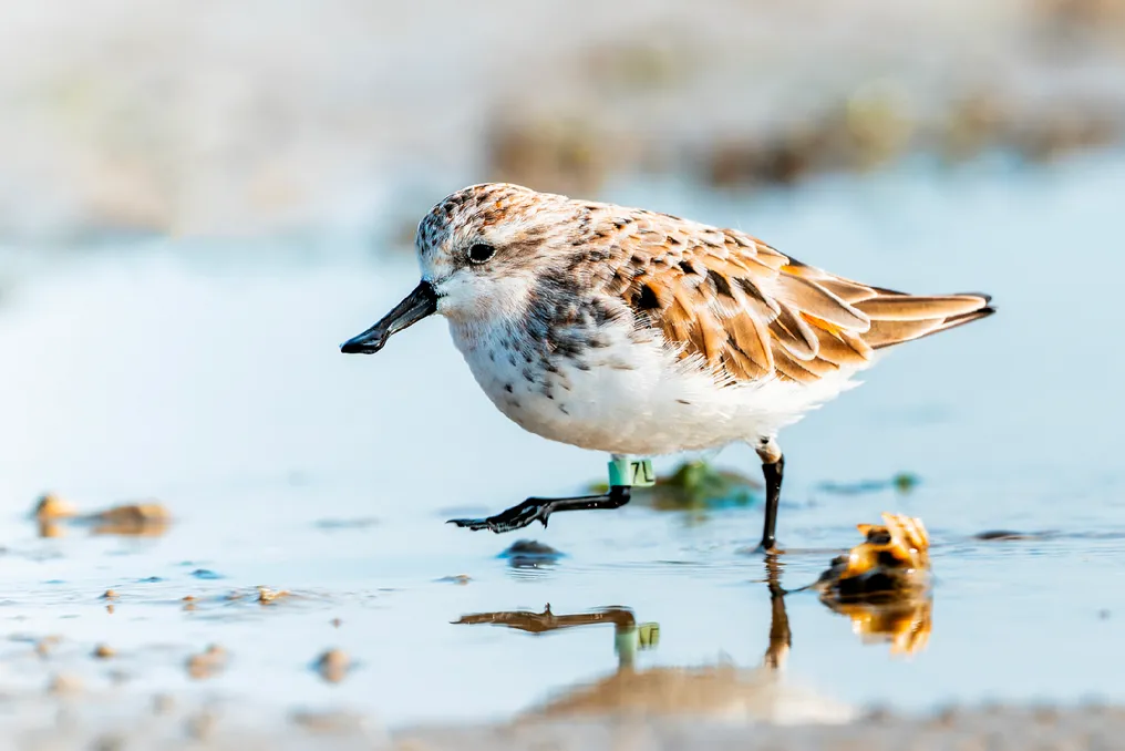 Na China, a conservação da biodiversidade é realizada fora das áreas protegidas graças à participação de várias partes interessadas