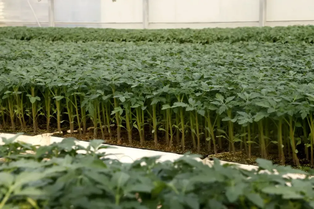 Delegação espanhola visita empresas agrícolas em Tashkent, Uzbequistão